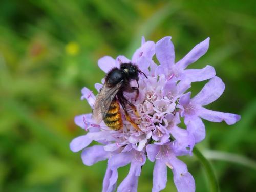 Osmia bicolor